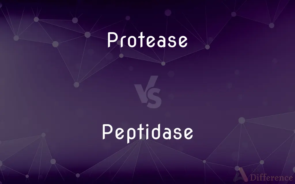 Protease vs. Peptidase — What's the Difference?