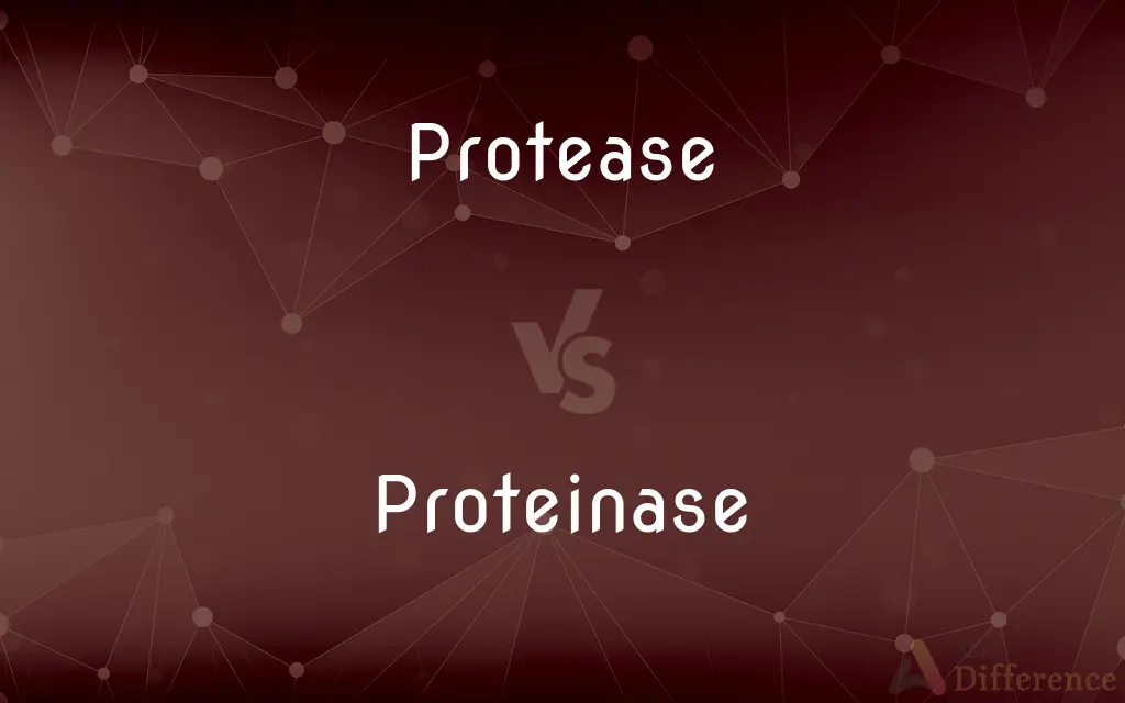 Protease vs. Proteinase — What's the Difference?