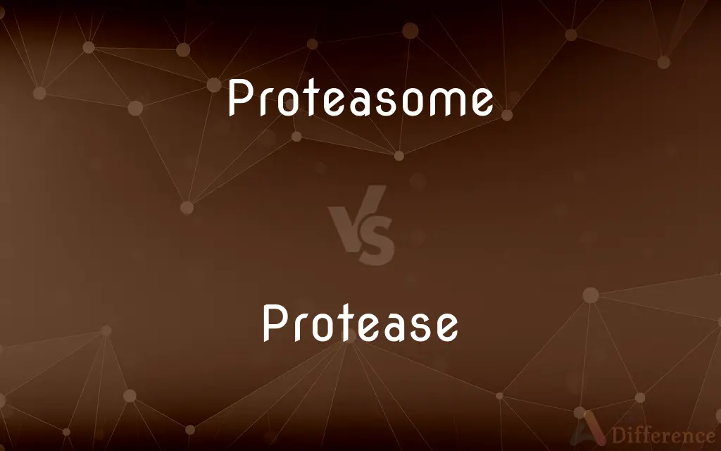Proteasome vs. Protease — What's the Difference?