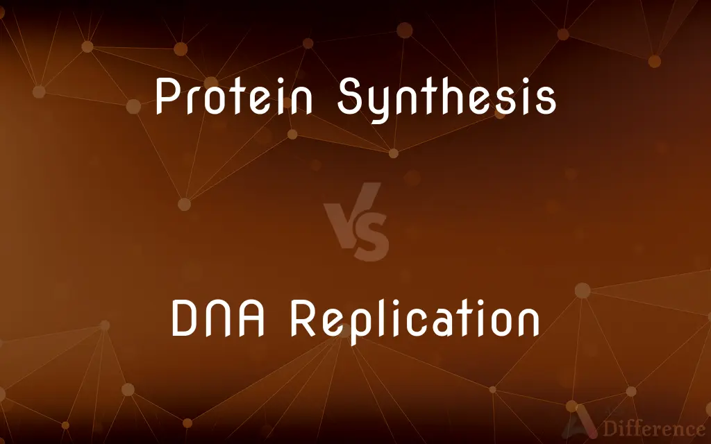 Protein Synthesis vs. DNA Replication — What's the Difference?