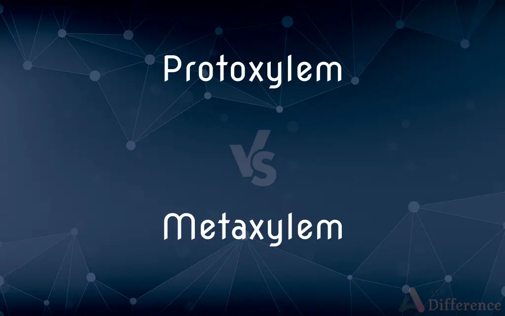 Protoxylem vs. Metaxylem — What's the Difference?