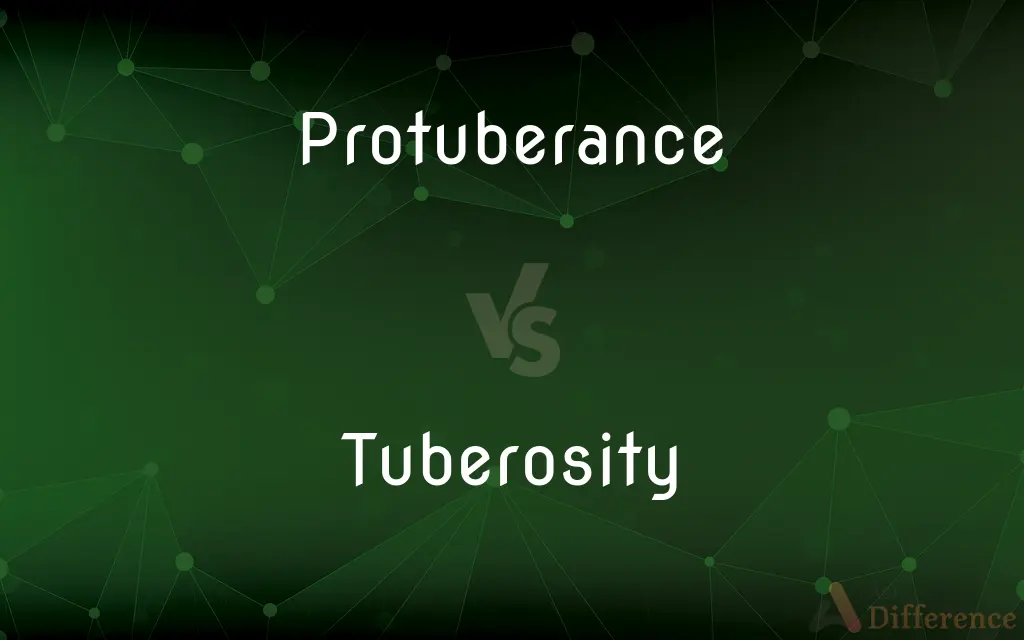 Protuberance vs. Tuberosity — What's the Difference?
