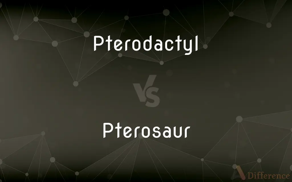 Pterodactyl vs. Pterosaur — What's the Difference?