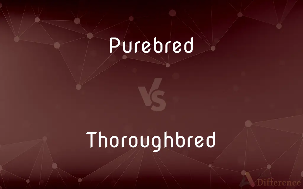 Purebred vs. Thoroughbred — What's the Difference?