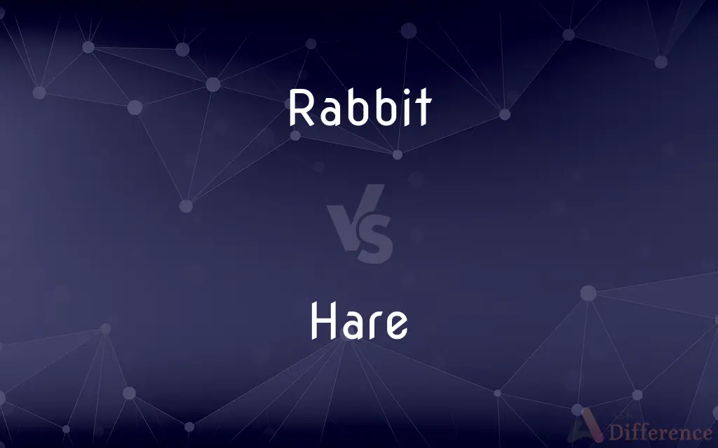 Rabbit vs. Hare — What's the Difference?