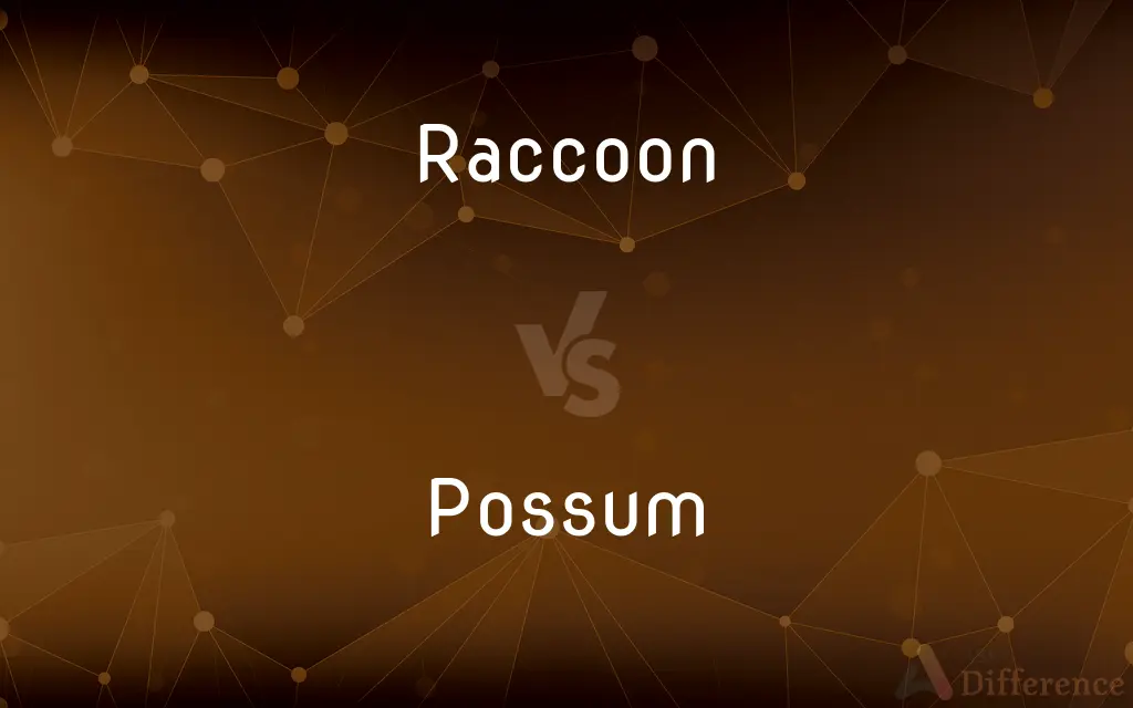 Raccoon vs. Possum — What's the Difference?