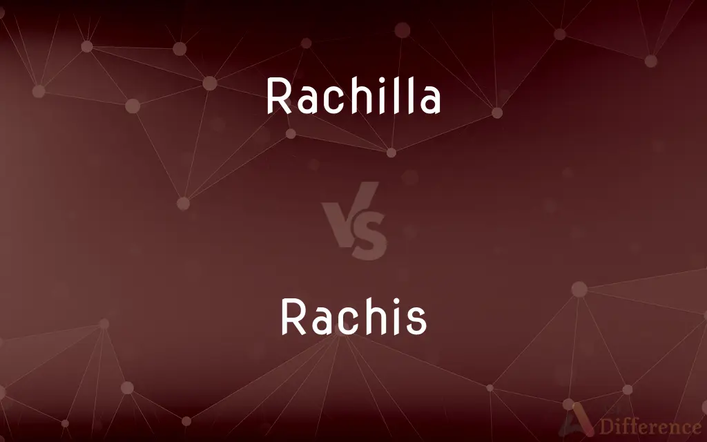 Rachilla vs. Rachis — What's the Difference?