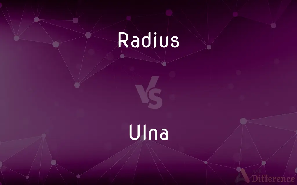 Radius vs. Ulna — What's the Difference?
