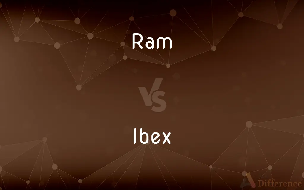 Ram vs. Ibex — What's the Difference?
