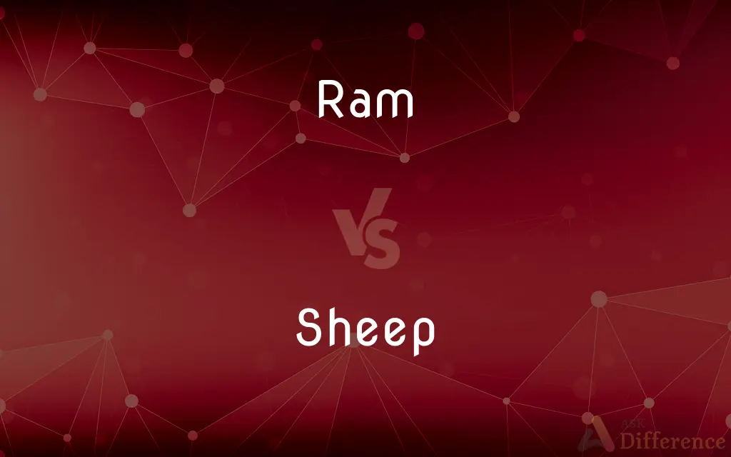 Ram vs. Sheep — What's the Difference?
