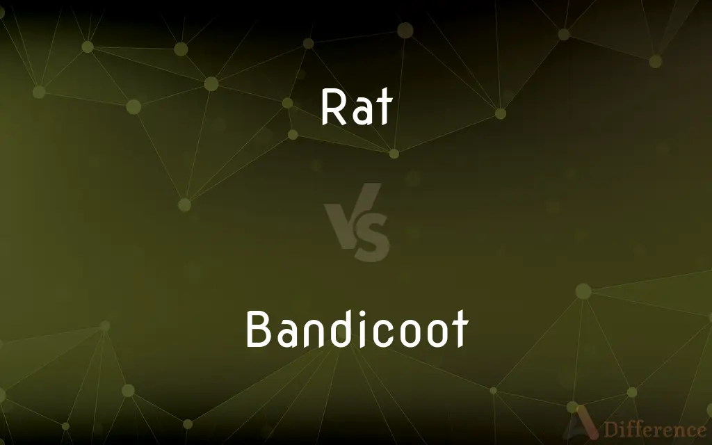 Rat vs. Bandicoot — What's the Difference?