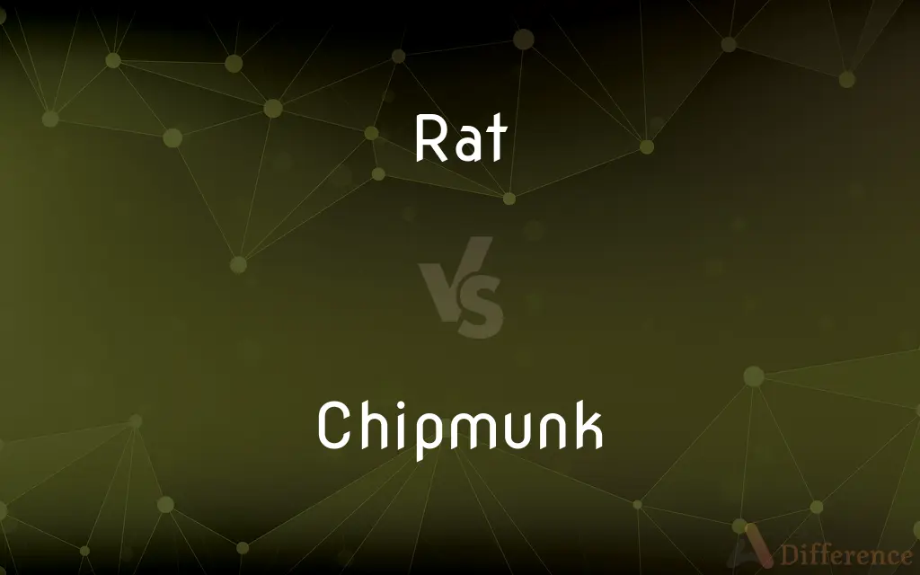Rat vs. Chipmunk — What's the Difference?
