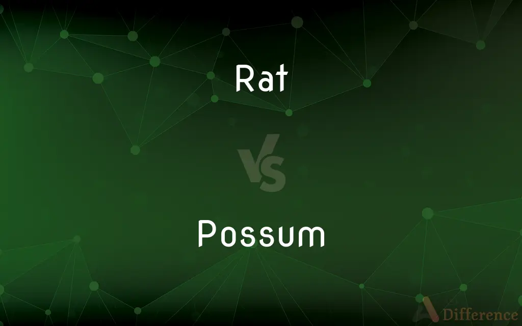 Rat vs. Possum — What's the Difference?