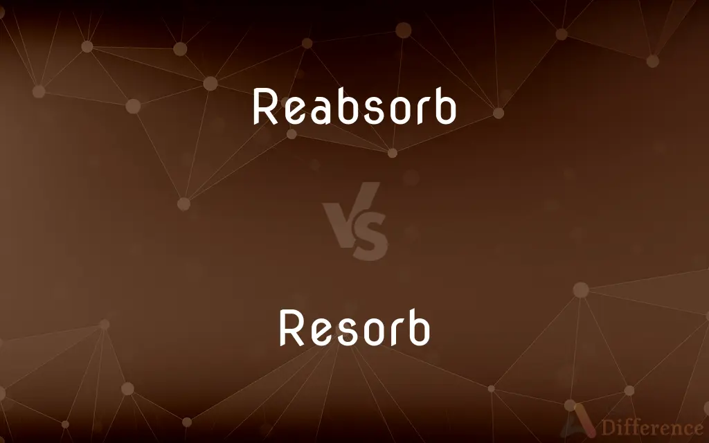 Reabsorb vs. Resorb — What's the Difference?