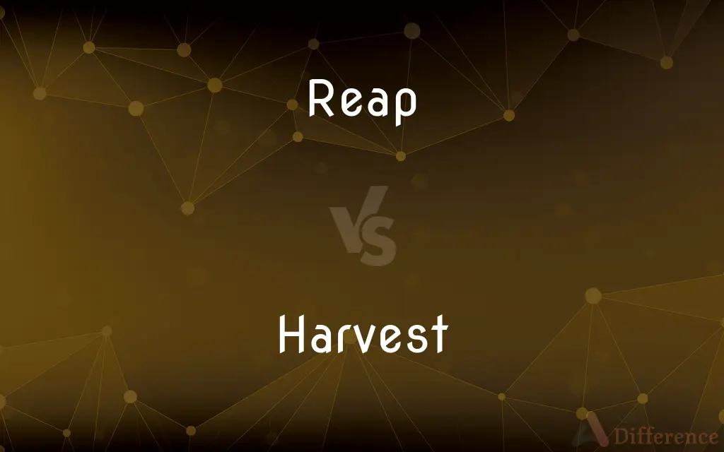 Reap vs. Harvest — What's the Difference?