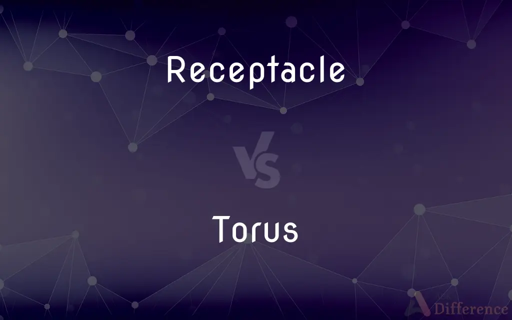 Receptacle vs. Torus — What's the Difference?