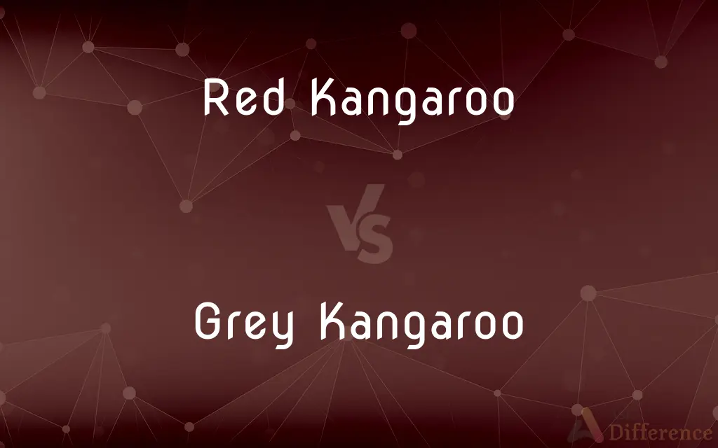 Red Kangaroo vs. Grey Kangaroo — What's the Difference?