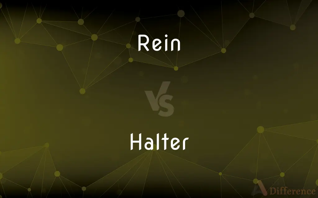Rein vs. Halter — What's the Difference?