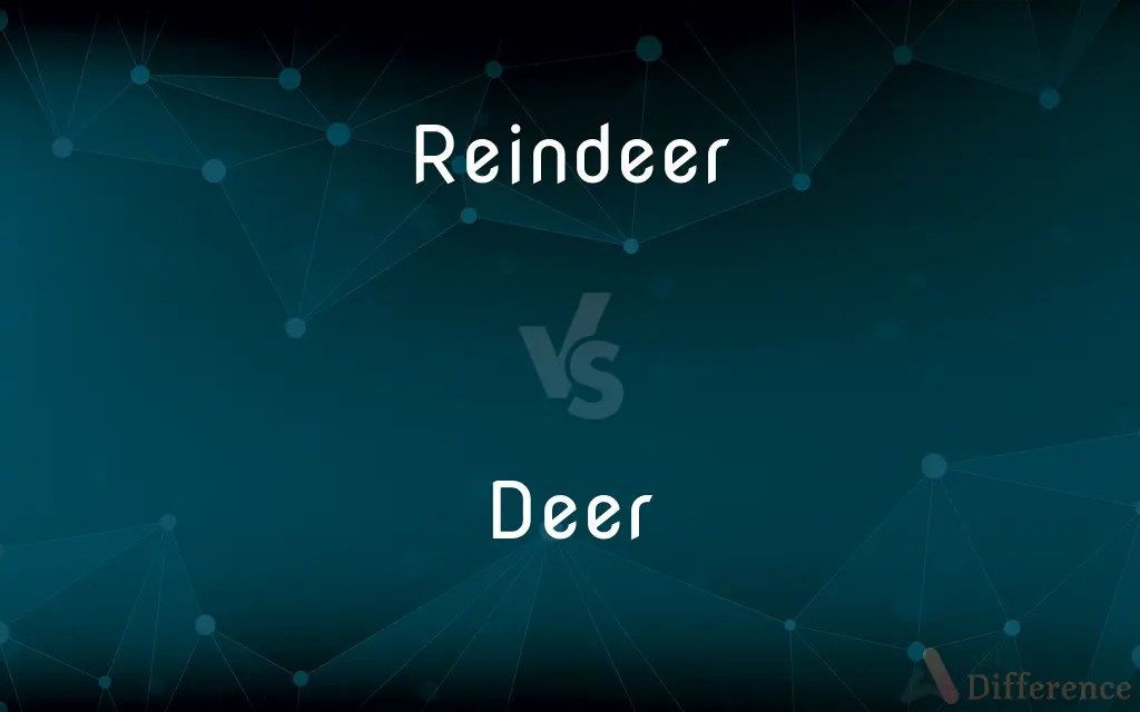 Reindeer vs. Deer — What's the Difference?