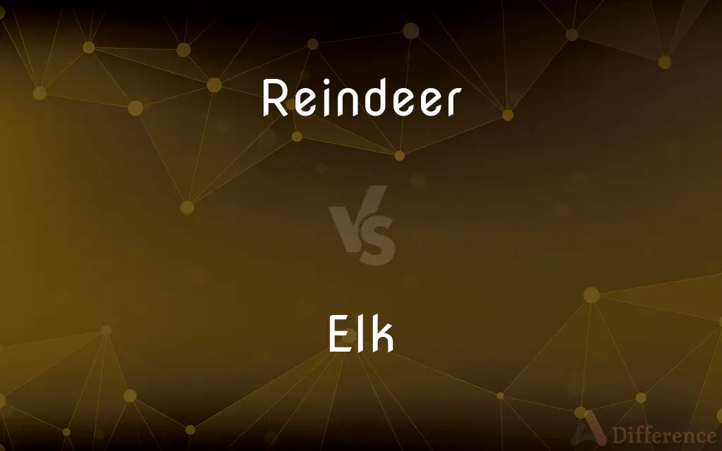 Reindeer vs. Elk — What's the Difference?