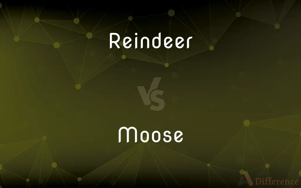 Reindeer vs. Moose — What's the Difference?