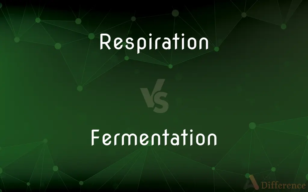 Respiration vs. Fermentation — What's the Difference?