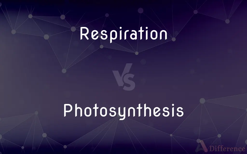 Respiration vs. Photosynthesis — What's the Difference?