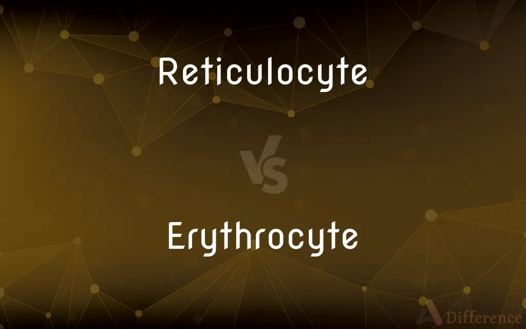 Reticulocyte vs. Erythrocyte — What's the Difference?