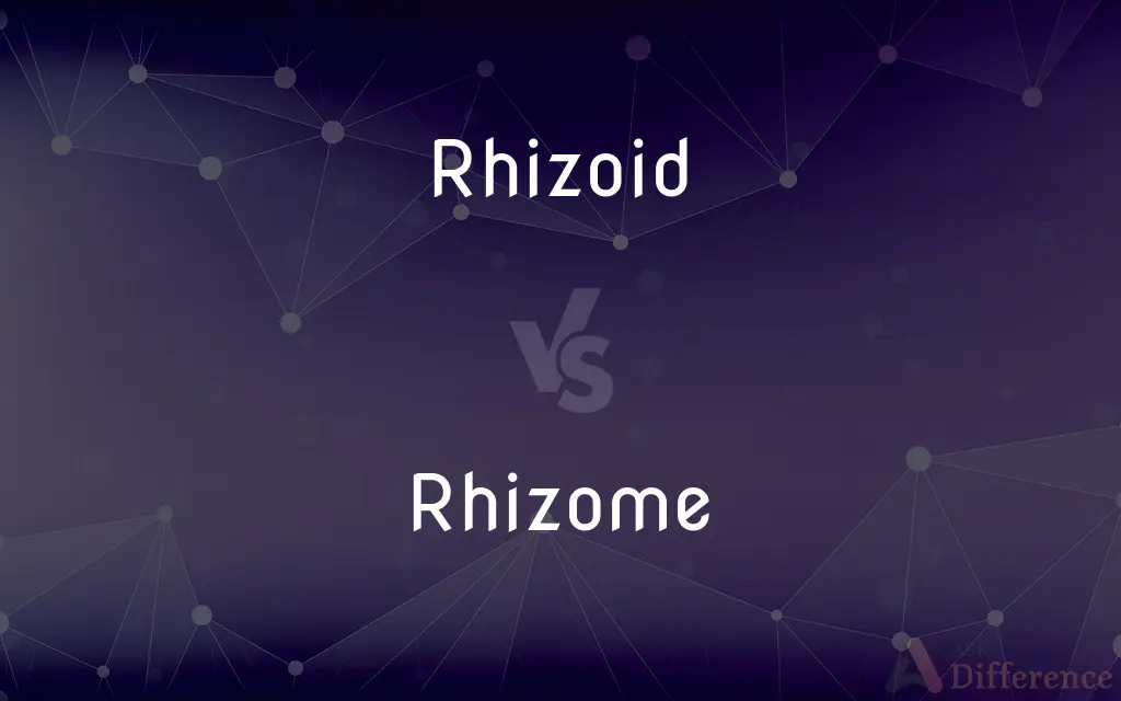Rhizoid vs. Rhizome — What's the Difference?