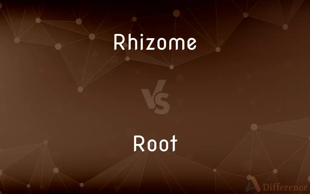 Rhizome vs. Root — What's the Difference?