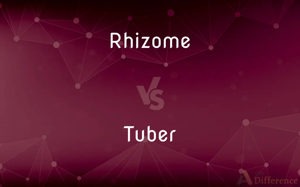 Rhizome vs. Tuber — What's the Difference?