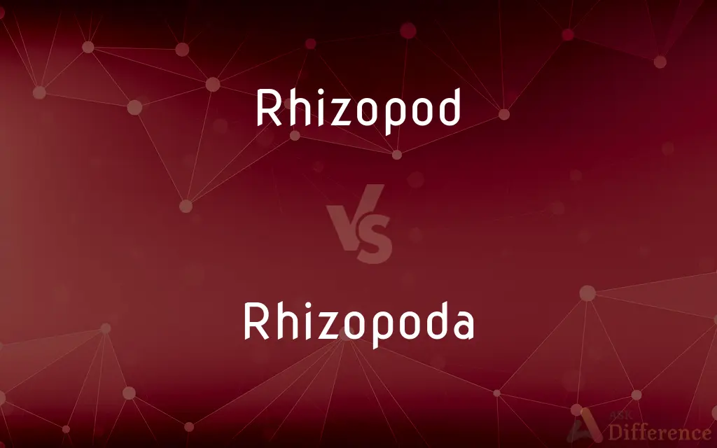 Rhizopod vs. Rhizopoda — What's the Difference?