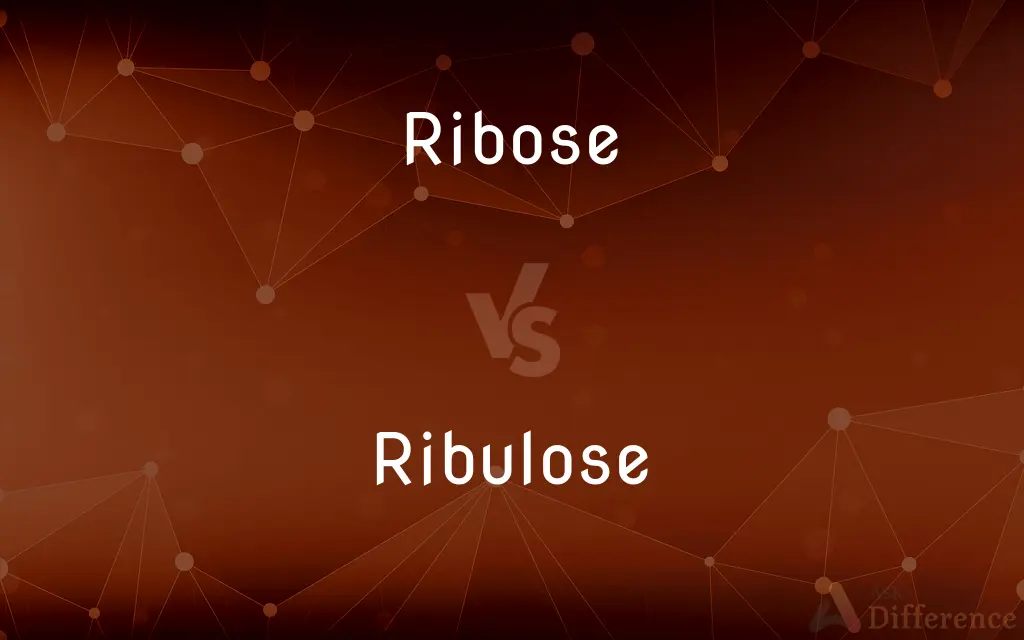 Ribose vs. Ribulose — What's the Difference?