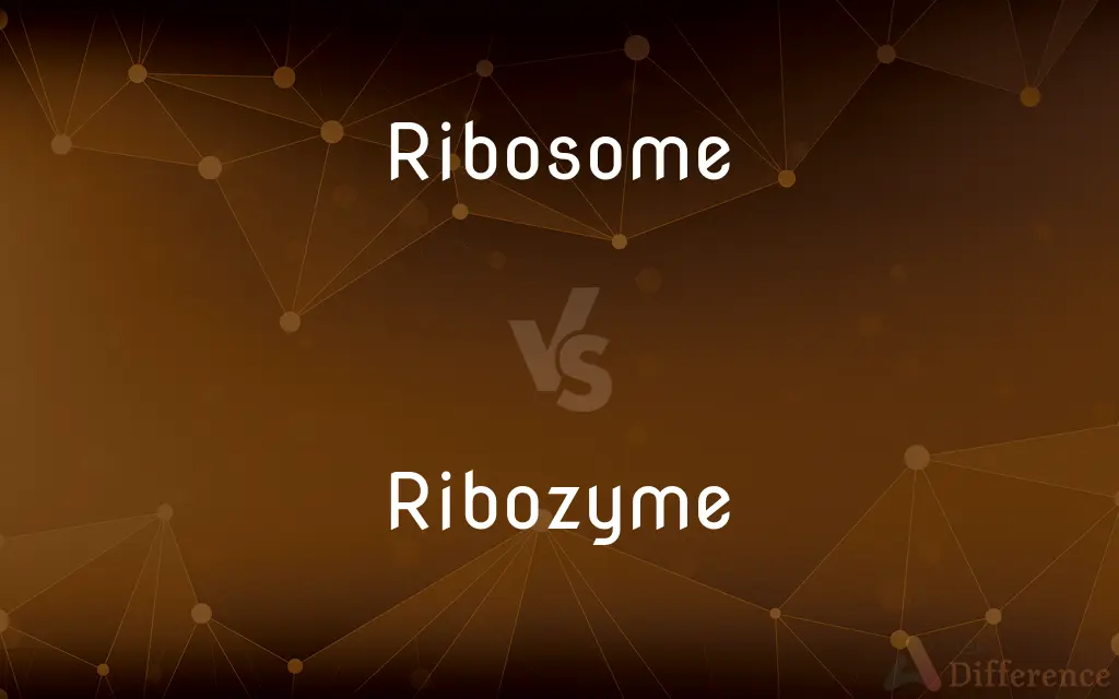 Ribosome vs. Ribozyme — What's the Difference?