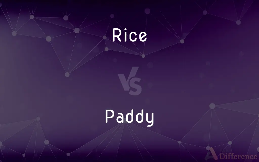 Rice vs. Paddy — What's the Difference?