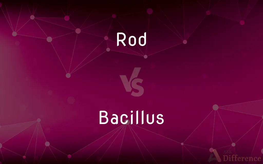 Rod vs. Bacillus — What's the Difference?