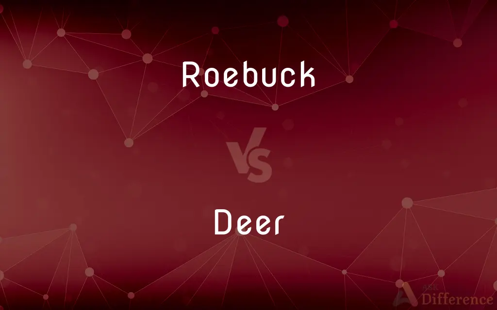 Roebuck vs. Deer — What's the Difference?