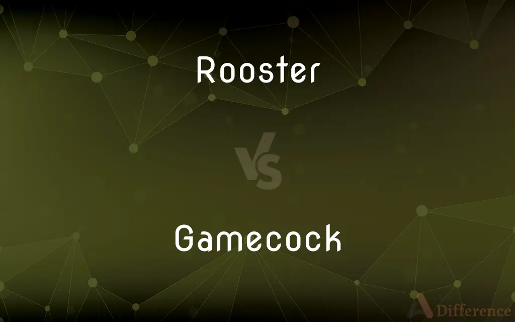 Rooster vs. Gamecock — What's the Difference?