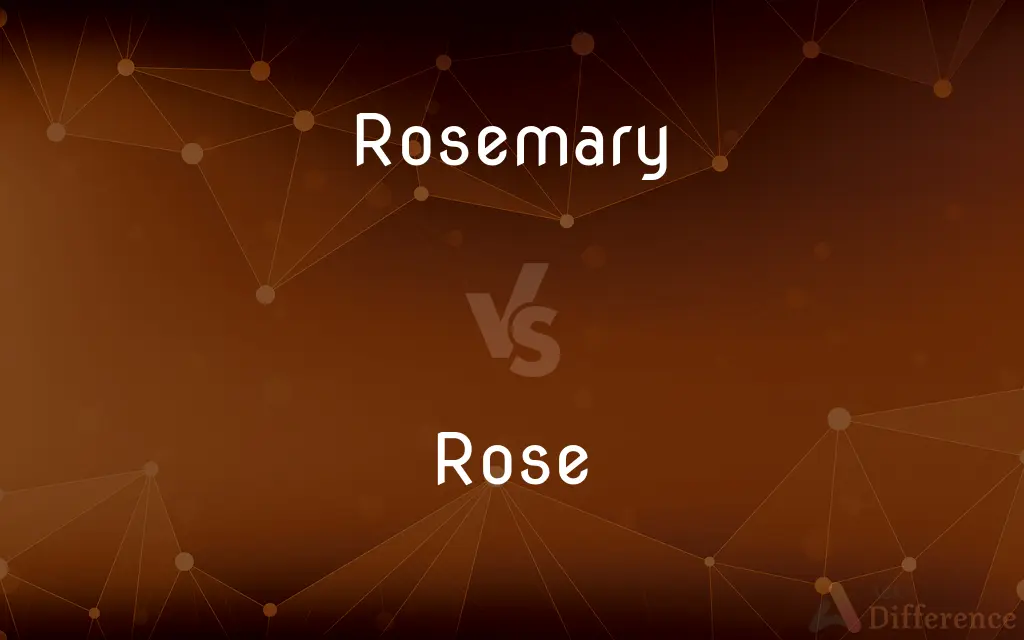 Rosemary vs. Rose — What's the Difference?