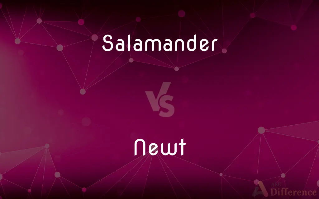 Salamander vs. Newt — What's the Difference?