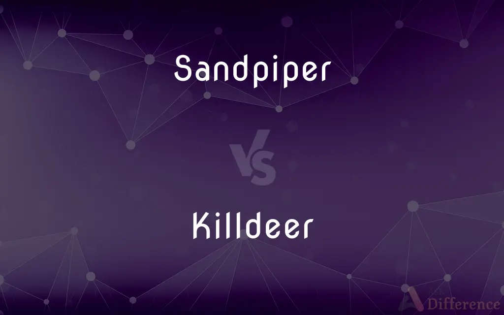 Sandpiper vs. Killdeer — What's the Difference?