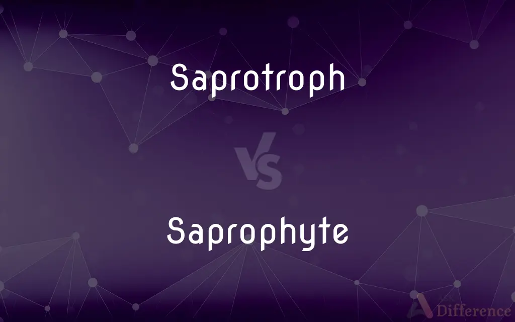 Saprotroph vs. Saprophyte — What's the Difference?