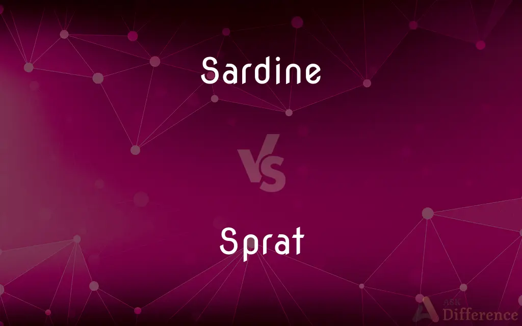 Sardine vs. Sprat — What's the Difference?