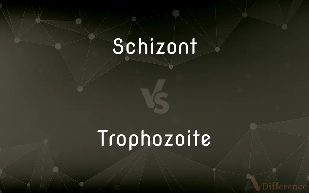 Schizont vs. Trophozoite — What's the Difference?