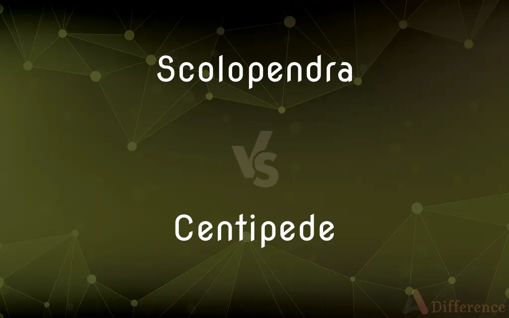 Scolopendra vs. Centipede — What's the Difference?