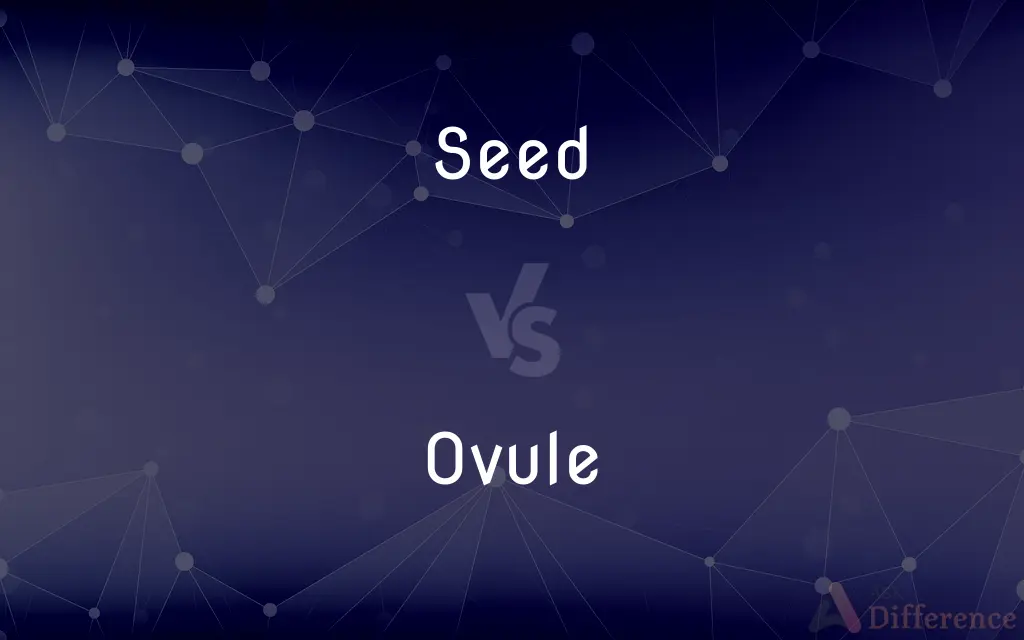 Seed vs. Ovule — What's the Difference?