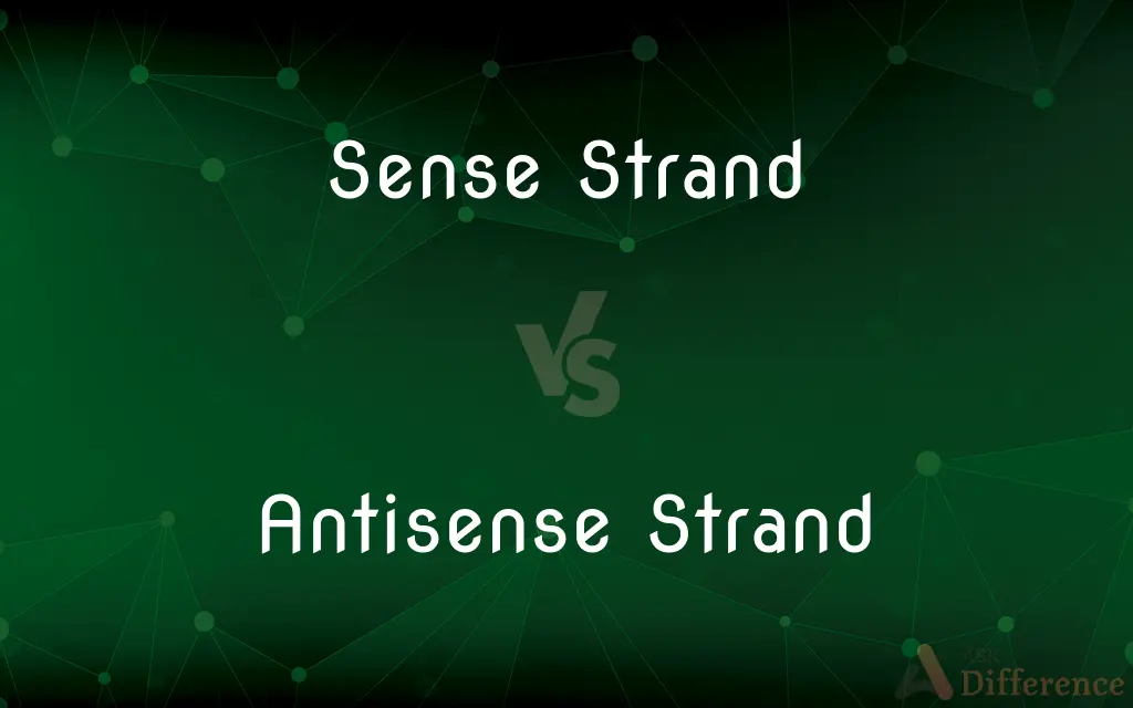 Sense Strand vs. Antisense Strand — What's the Difference?