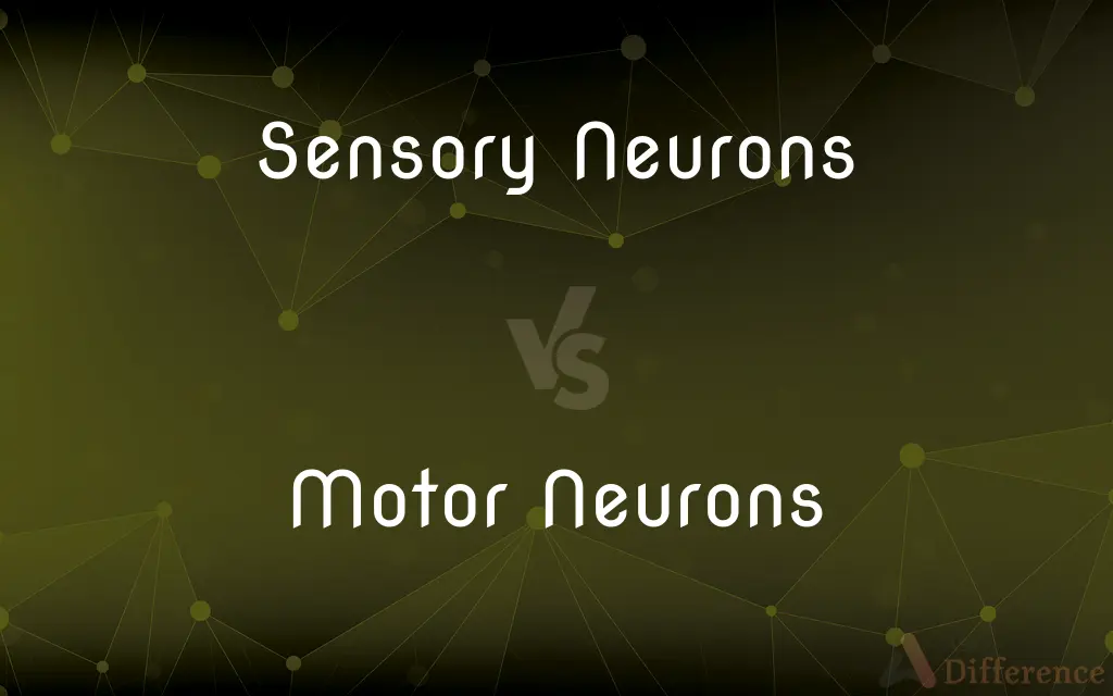 Sensory Neurons vs. Motor Neurons — What's the Difference?