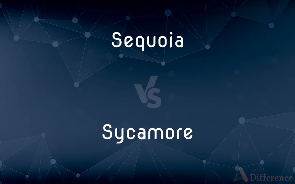Sequoia vs. Sycamore — What's the Difference?