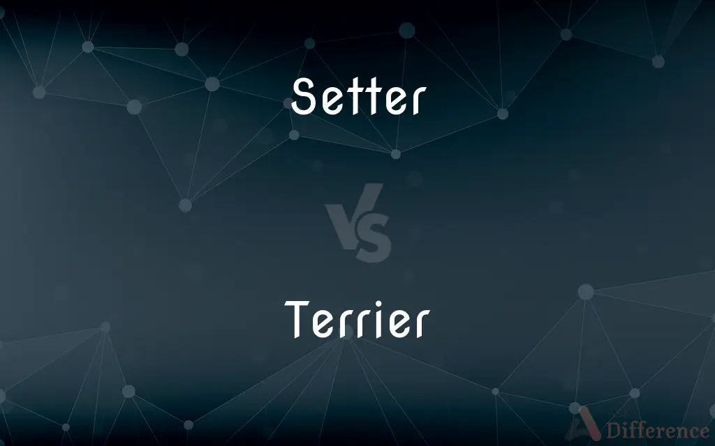 Setter vs. Terrier — What's the Difference?